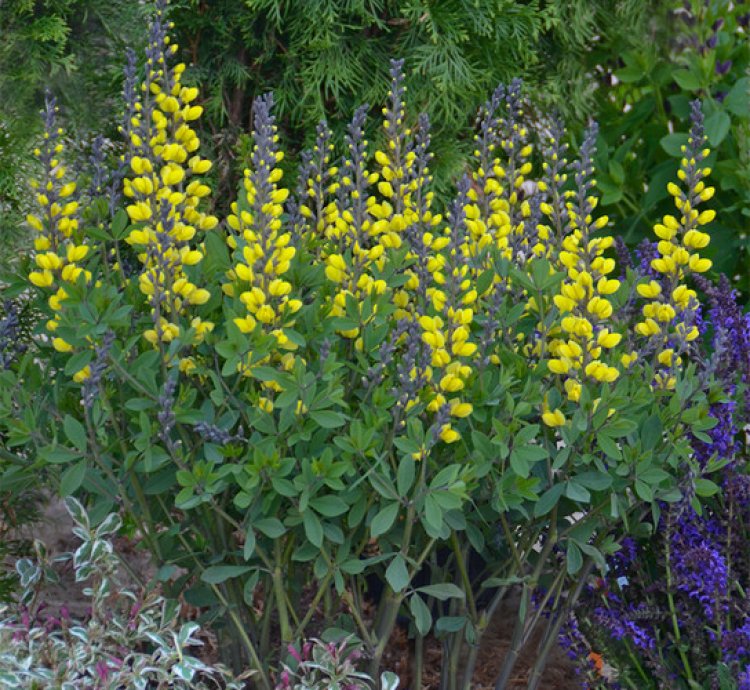 Decadence Lemon Meringue False Indigo