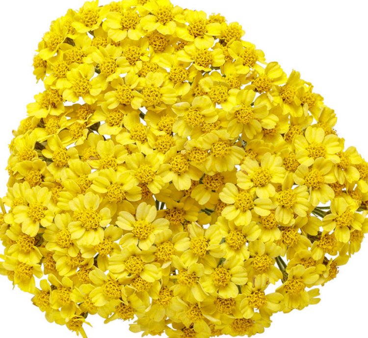 Firefly Sunshine Yarrow