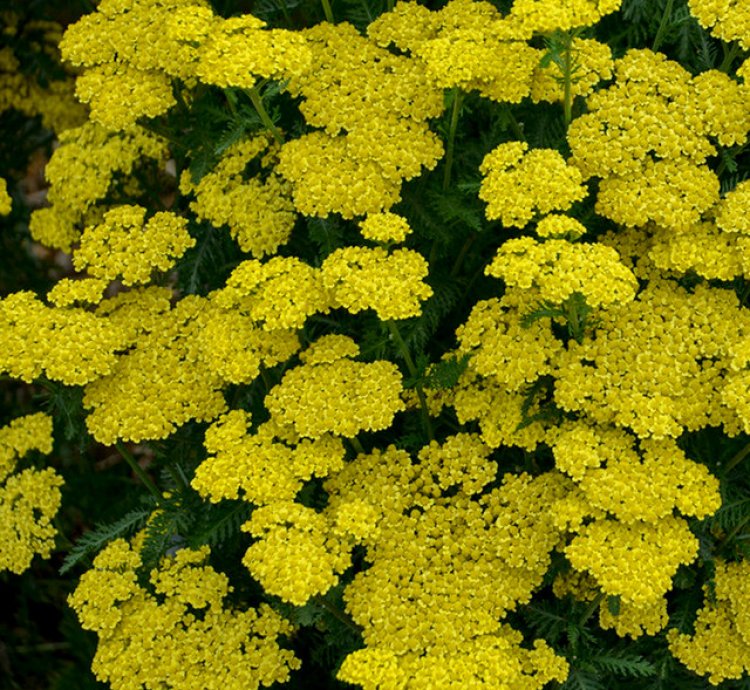 Firefly Sunshine Yarrow