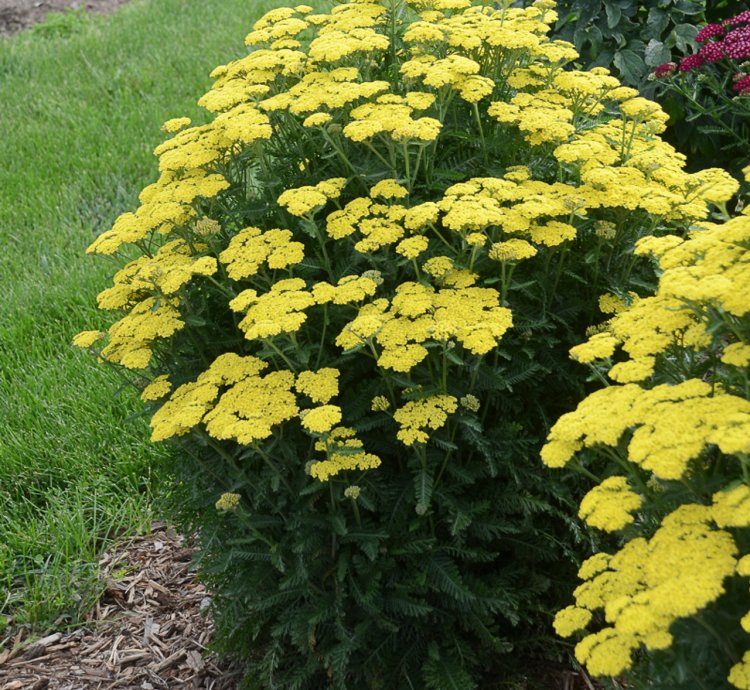 Firefly Sunshine Yarrow