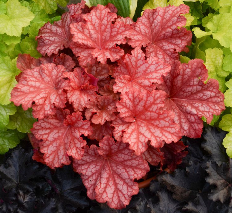 Primo Peachberry Ice Coral Bells