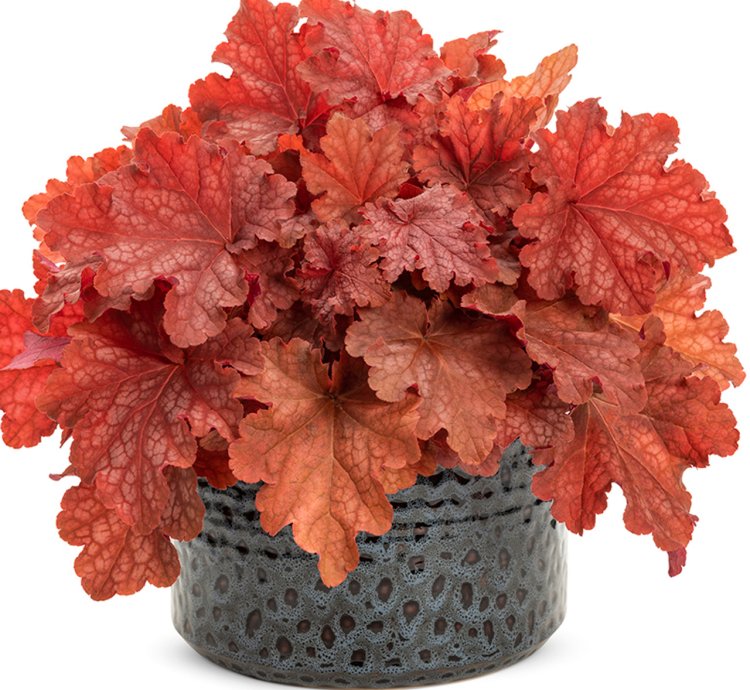 Primo Peachberry Ice Coral Bells