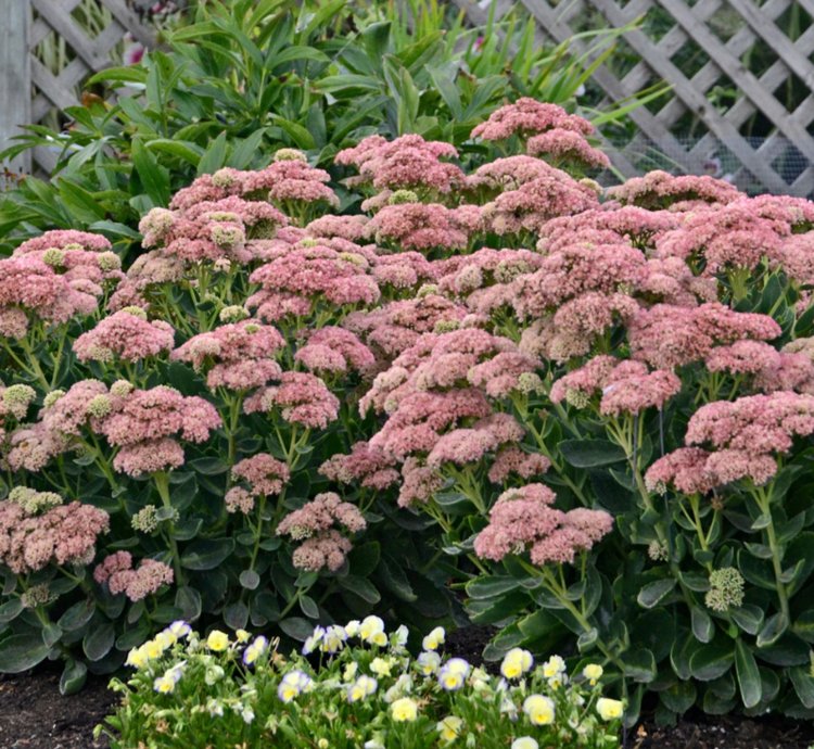 Autumn Joy Stonecrop
