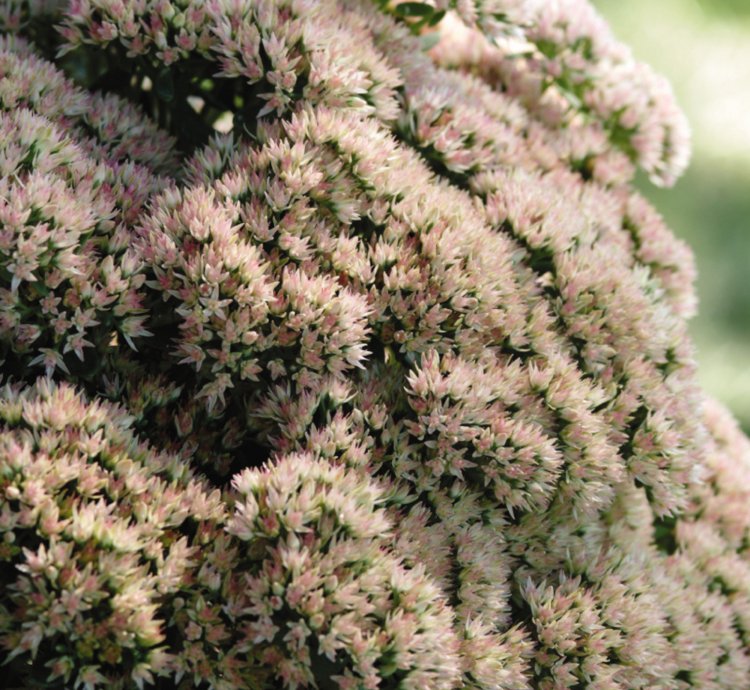 Autumn Joy Stonecrop