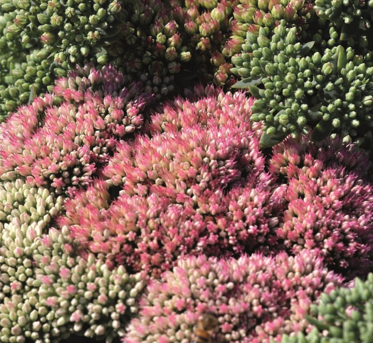 Autumn Joy Stonecrop