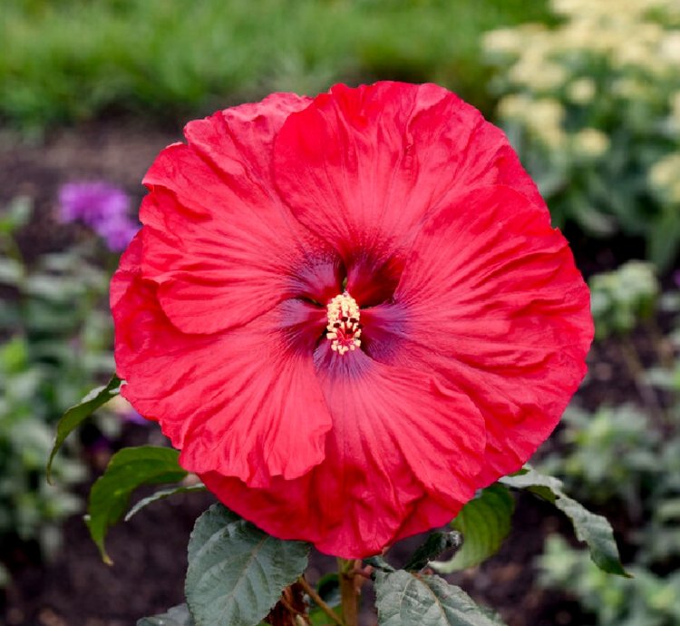 Summerific Valentine’s Crush Hibiscus