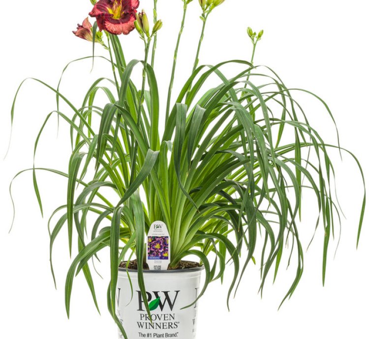 Rainbow Rhythm Storm Shelter Daylily