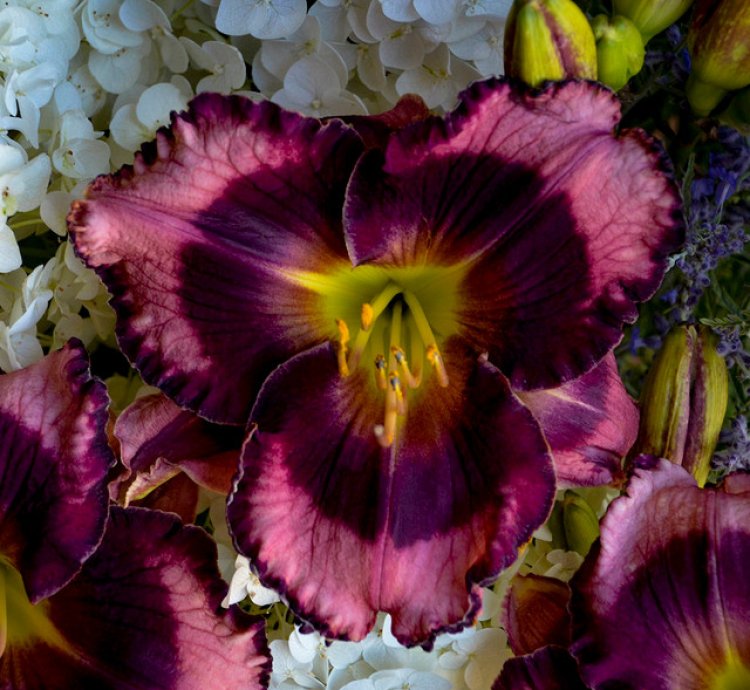 Rainbow Rhythm Storm Shelter Daylily
