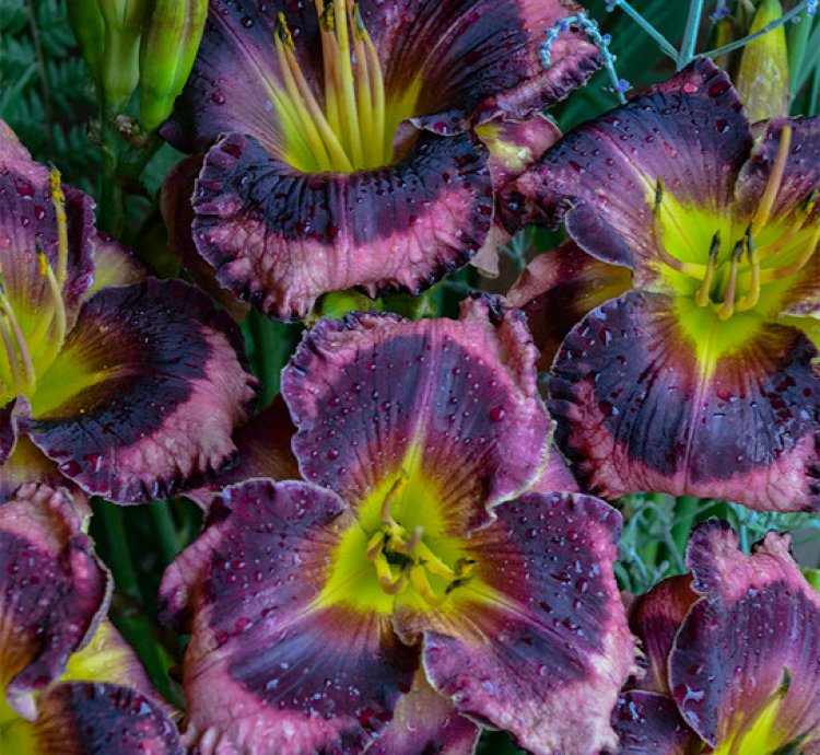 Rainbow Rhythm Storm Shelter Daylily