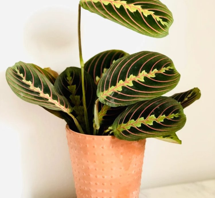 Maranta Leuconeura Erythroneura (Red Prayer Plant)