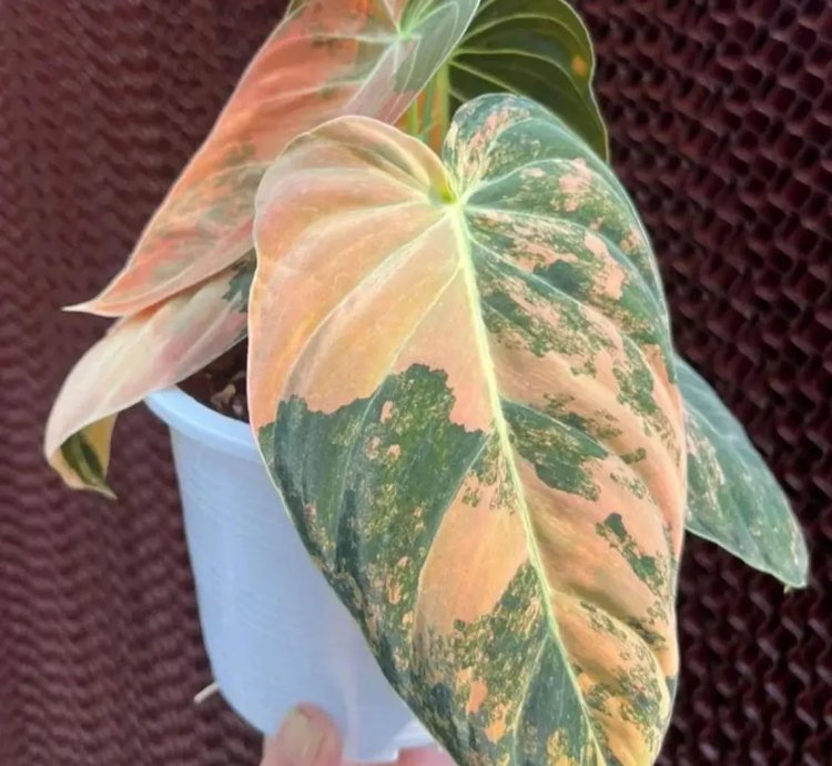 Philodendron Orange Variegated Melanochrysum – Rare Tropical Plant in Moss Pot