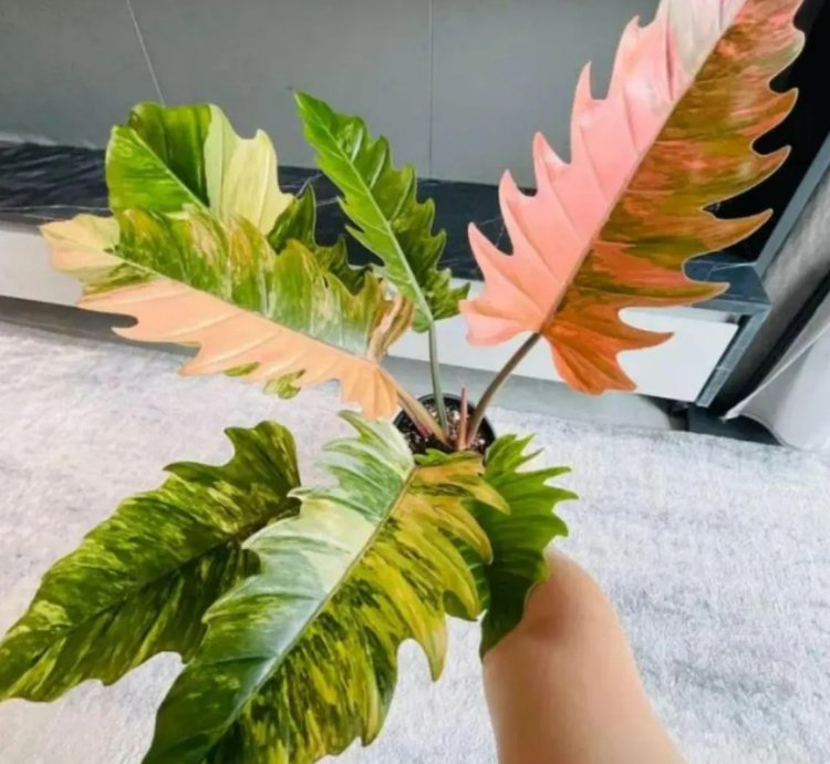 Philodendron Caramel Marble Variegated – Live Rooted Cuttings (Tissue Culture Plant)