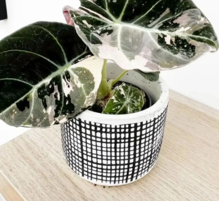 Alocasia Black Velvet Pink Variegated – Exotic Tropical Houseplant