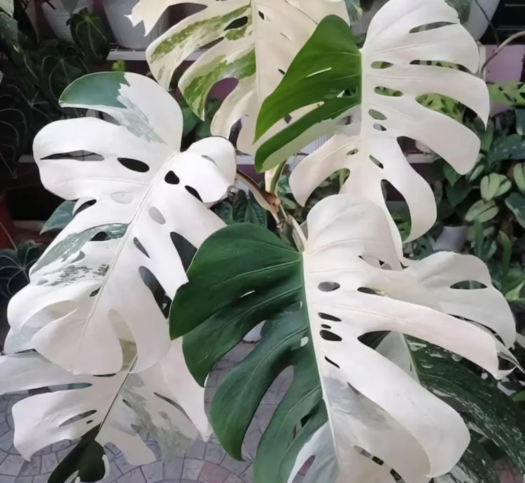 Monstera Borsigiana ALBO Variegated – Rare Tropical Houseplant
