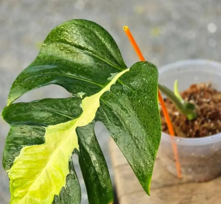 Monstera White Lava Variegated – Rare Tropical Houseplant