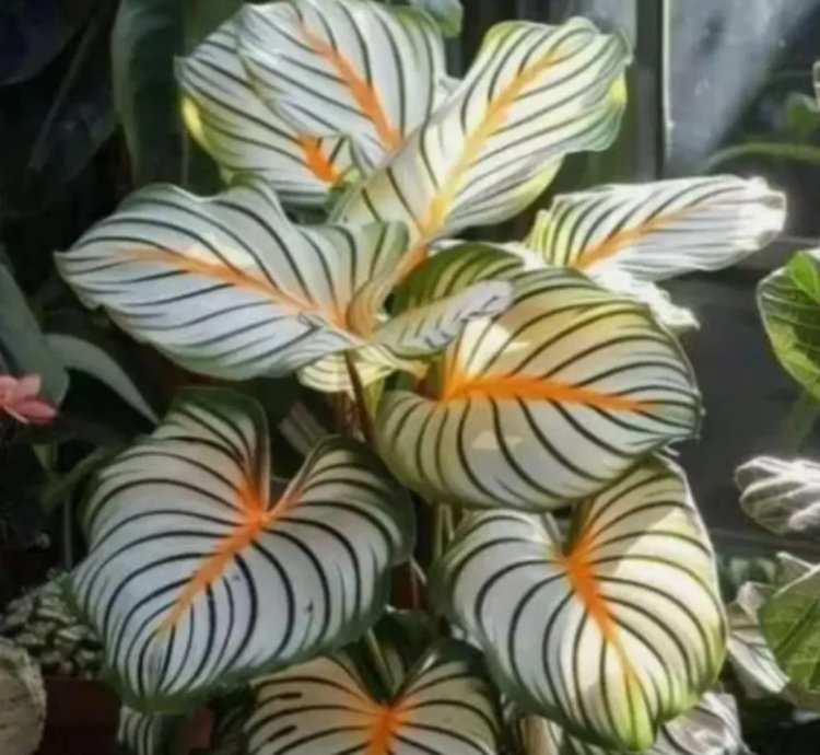 Calathea Orbifolia Variegated  1 Live Bulb Ornamental Plant
