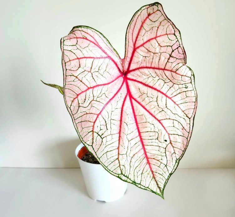 Southern Charm Caladium – Live Plant