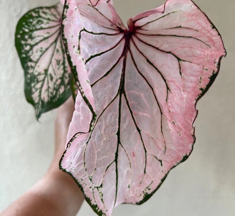 Pink Symphony Caladium – Live Plant
