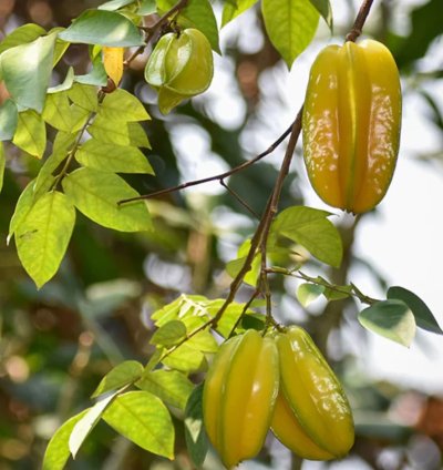 Carambola -Star Fruit Live Plant
