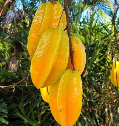 Carambola -Star Fruit Live Plant