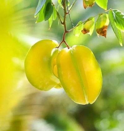 Carambola -Star Fruit Live Plant