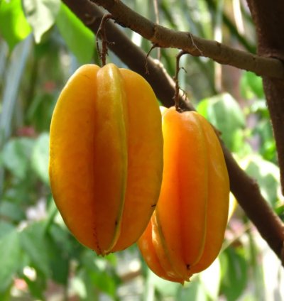 Carambola -Star Fruit Live Plant