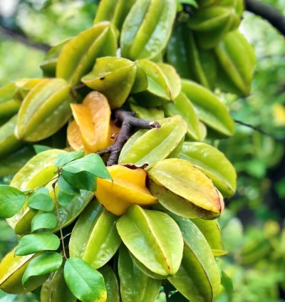 Carambola -Star Fruit Live Plant