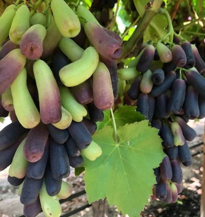 Premium Grape Plant - M00N Grapes - Finger Long Grapes