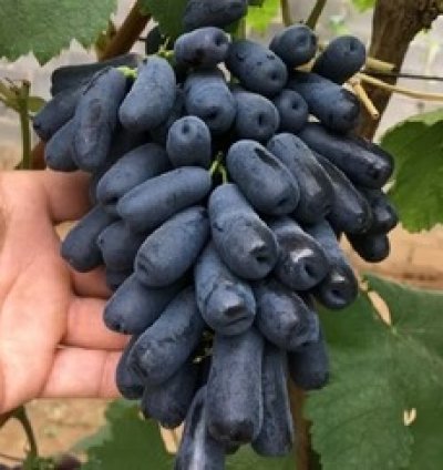 Premium Grape Plant - M00N Grapes - Finger Long Grapes