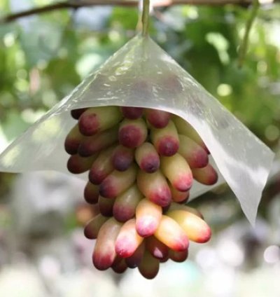 Japanese Ruby Roman Grape Plant - Grafted Premium Luxury Grape Plant