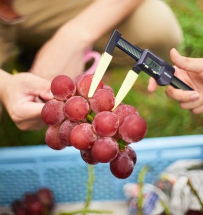 Japanese Ruby Roman Grape Plant - Grafted Premium Luxury Grape Plant