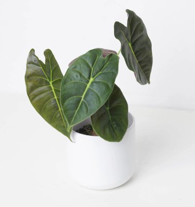 Alocasia Golden Bone