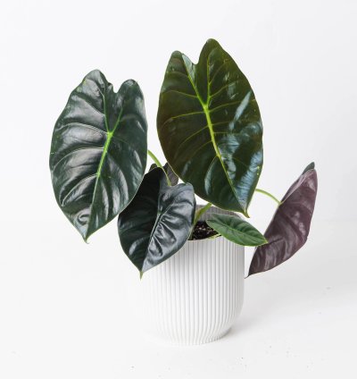 Alocasia Golden Bone