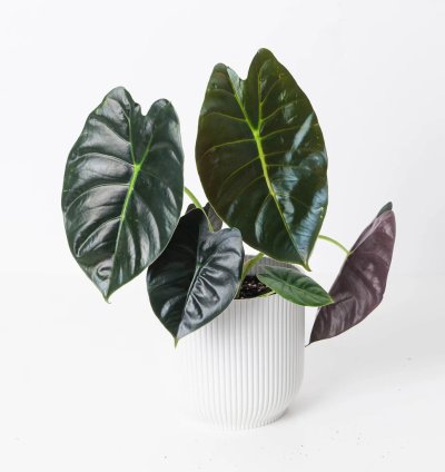 Alocasia Golden Bone