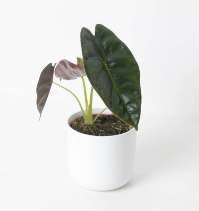 Alocasia Golden Bone