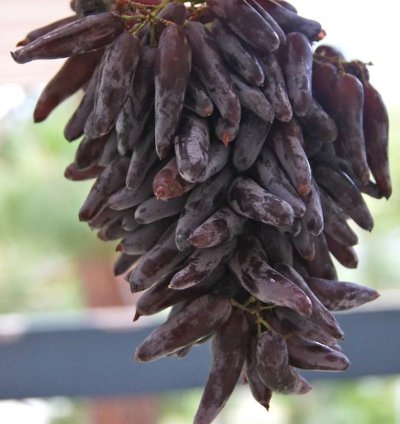 Grape Live Plant - Tear Dr0p Grape Plant - Finger L0ng Grape- Witch F1nger