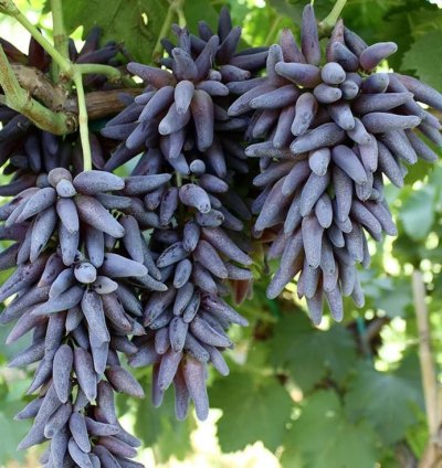 Grape Live Plant - Tear Dr0p Grape Plant - Finger L0ng Grape- Witch F1nger