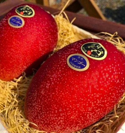 Miyazaki Mango Grafted Live Plant - Premium Taiyo no Tamago - Egg of the sun