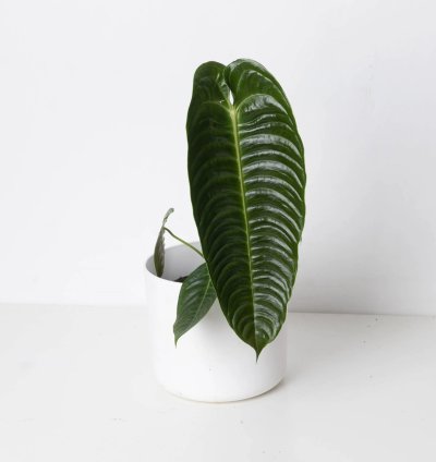 Anthurium Veitchii King Anthurium