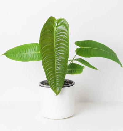 Anthurium Veitchii King Anthurium