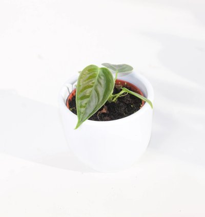 Anthurium Veitchii King Anthurium
