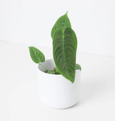 Anthurium Veitchii King Anthurium