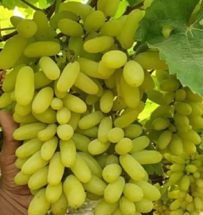 Husain Kelin Barmak Rooted Grape Live Plant