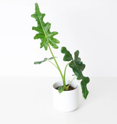 Alocasia Portei