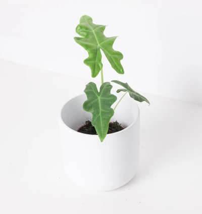 Alocasia Portei
