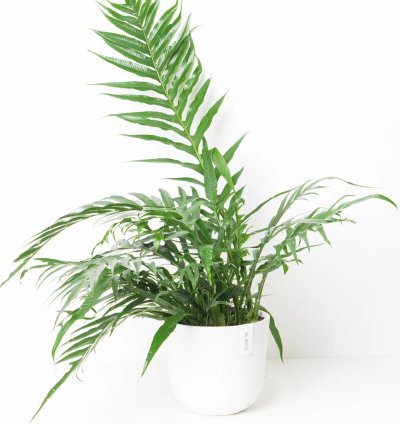 Aglaomorpha Coronans House Plant