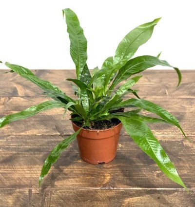 Aglaomorpha Coronans House Plant