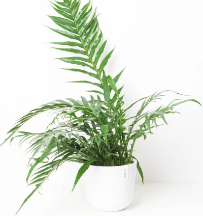 Aglaomorpha Coronans House Plant