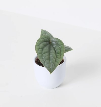 Anthurium Luxurians Platinum