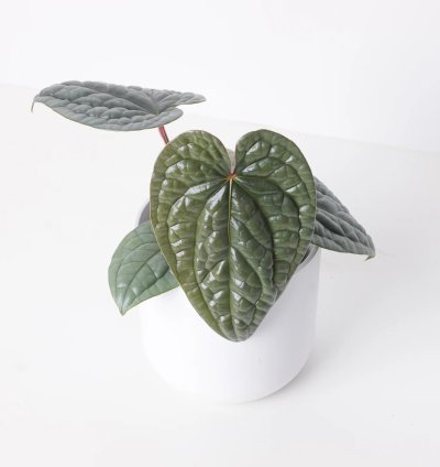 Anthurium Luxurians Platinum